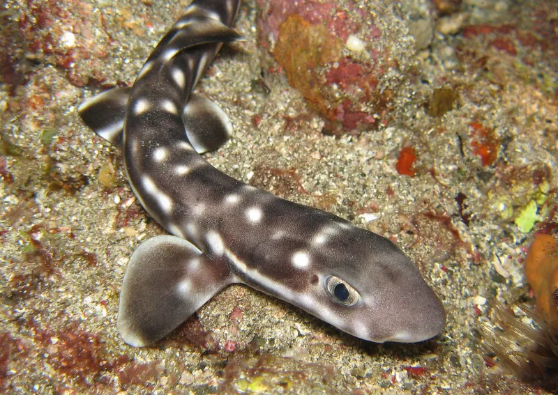 A coral catshark