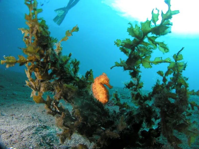 Seahorses are hitchhikers. They can travel long distances across the ocean—farther than they can swim—by attaching themselves to floating seaweed and debris.