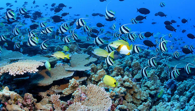 Colorful fishes throng a reef in the Northwestern Hawaiian Islands.