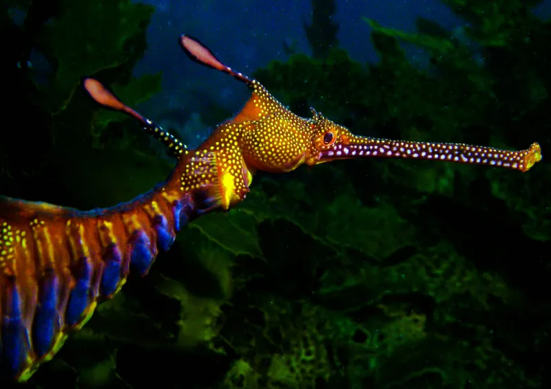 A weedy seadragon