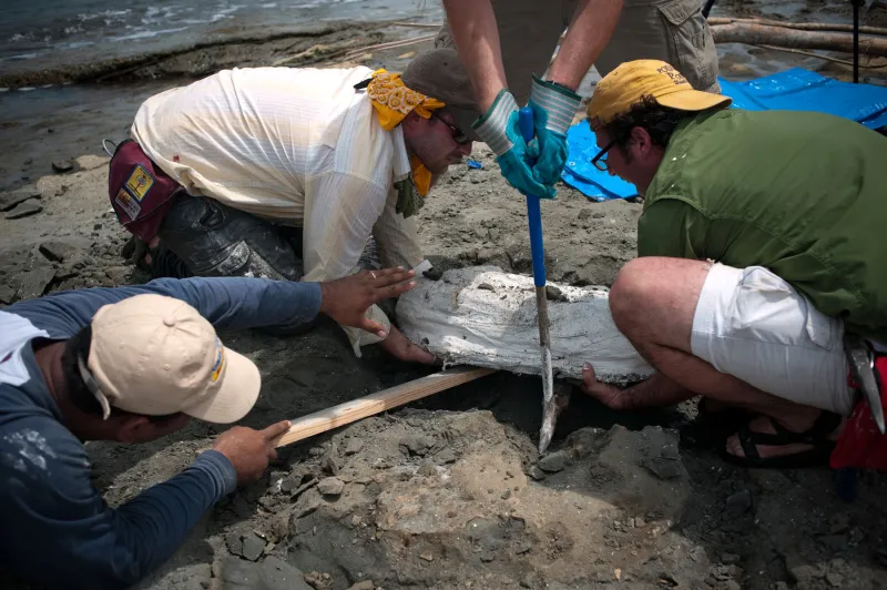 Scientists remove remove the whale fossil plaster jacket from the r