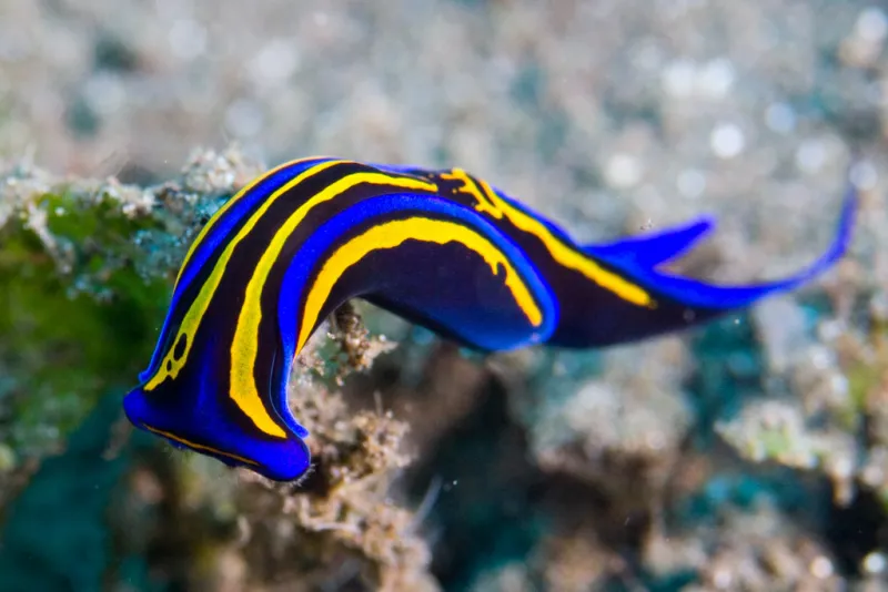 A blue and yellow slug