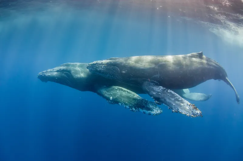 A mother and calf humpback whale swim side-by-side.