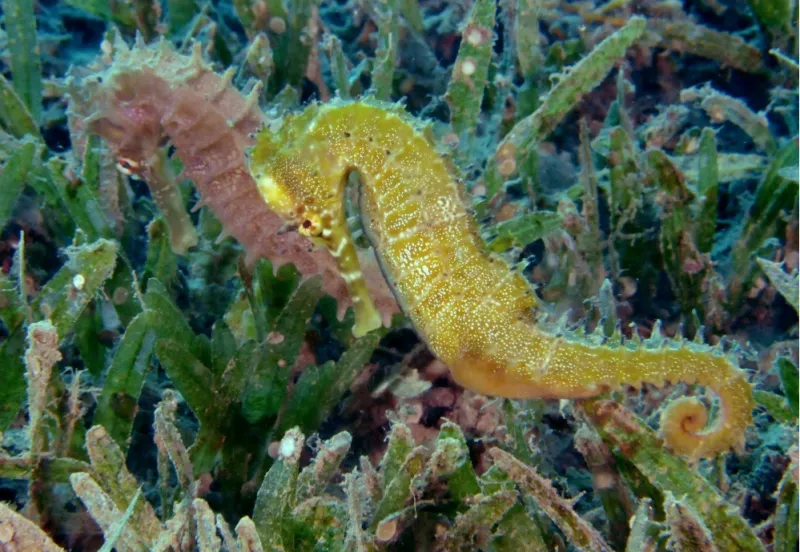 Seahorse couples (such as these Hippocampus histrix) greet each other every morning with a unique dance that sometimes involves changing color. The couple promenades and pirouettes together for several minutes before separating for the rest of the day. The