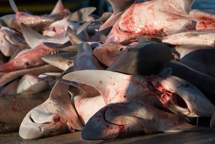 Millions of sharks are caught each year for their dorsal fins, which are prized for shark fin soup. Top predators like sharks are important to maintaining biodiversity, and their removal can have ripple effects through an ecosystem.
