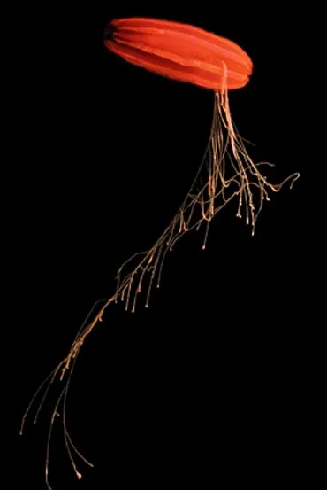 This jelly’s red color provides camouflage in the ocean depths.