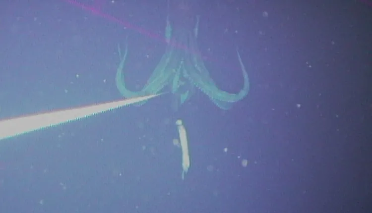 This is the first photograph of a live giant squid (Architeuthis) in its natural habitat.