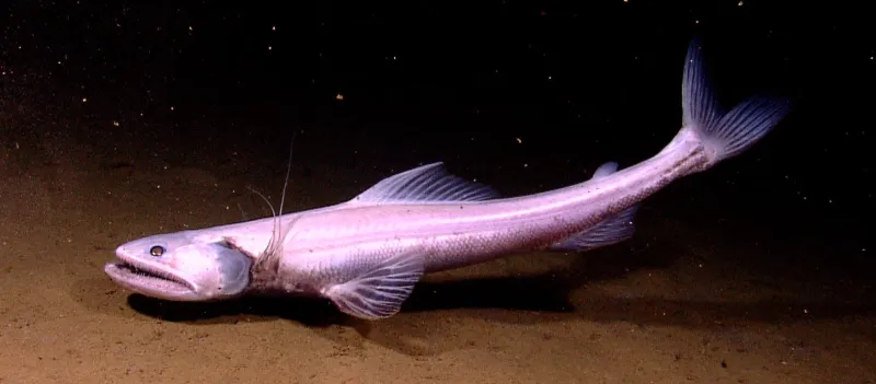 a deep sea fish
