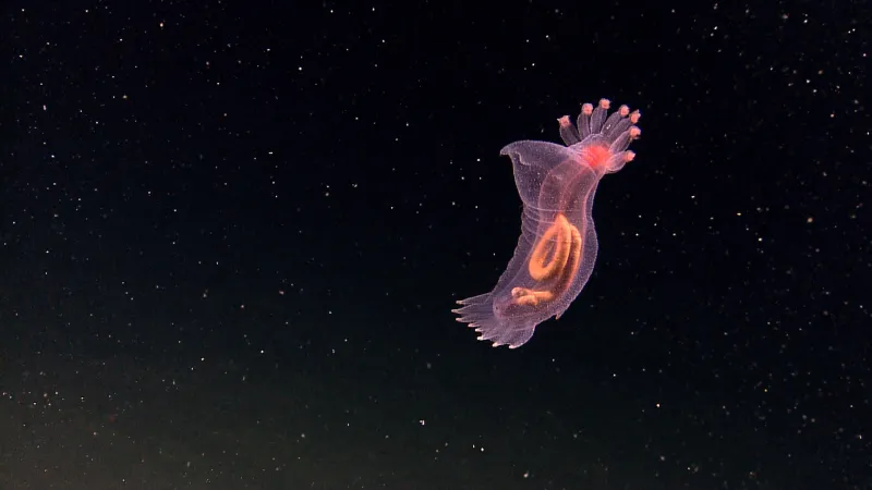 a floating sea cucumber