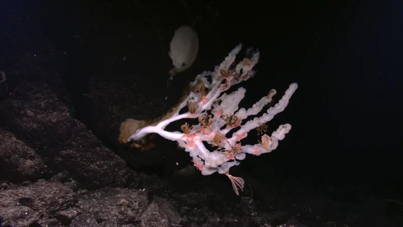 a sea sponge on a rock outcropping