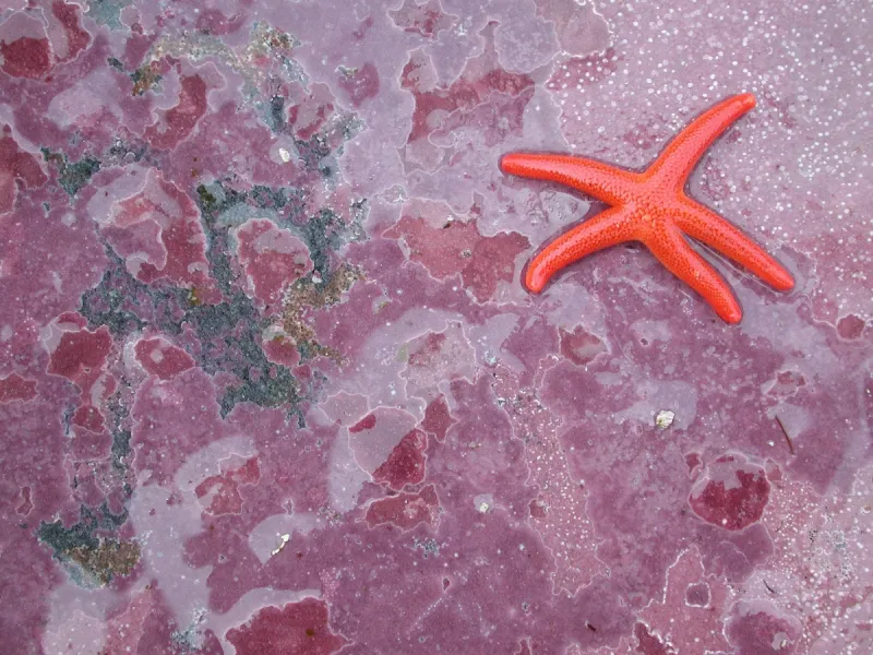 Encrusting Pink Algae and a Seastar Pink crustose algae covers the surface of a rock.