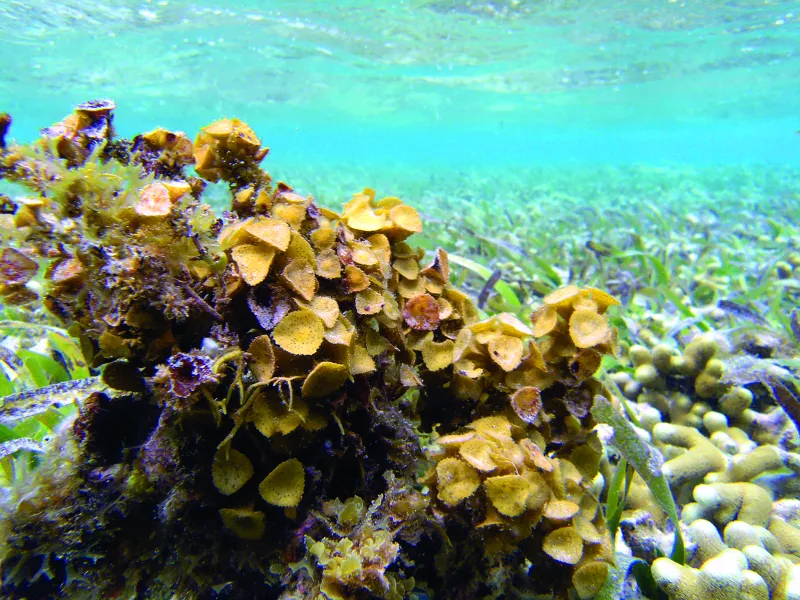 Algae growing on underwater rock