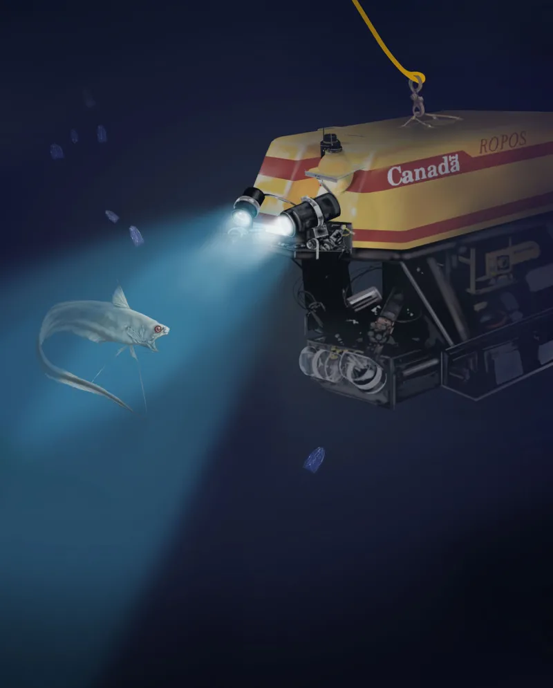 Dive through the zones of the ocean to the deep ocean bottom where many strange species live, and there are many yet to be discovered. Explore them in the Deep Ocean Exploration section.