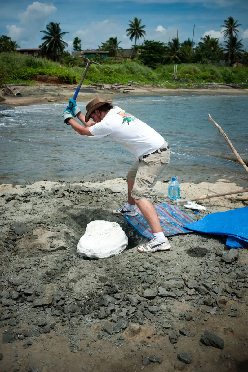 a squalodontid skull is dislodged after a plaster jacket is applied
