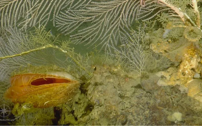 A live Acesta clam attached near the base of a small Callogorgia colony.