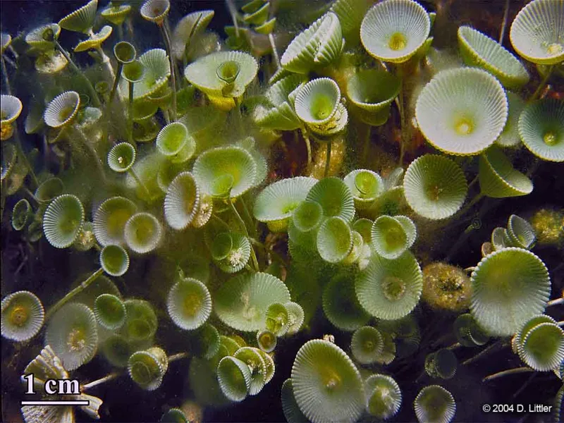 A close up image of green macroscopic algae.