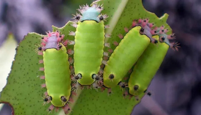 This slug caterpillar turns into a very plain brown moth with stinging spines.