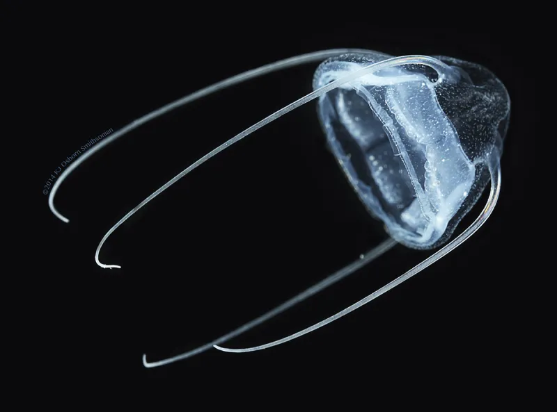 Aegina, a type of jellyfish, swims through the water. 