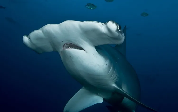 “This shark was cruising low along the reef known as Alcyone. Her left eye was glancing up toward other hammerheads when I took this shot from below.” -- Nature's Best photographer, Alan Studley.Equipment Used to Capture the Shot: Nikon D300; Tokin