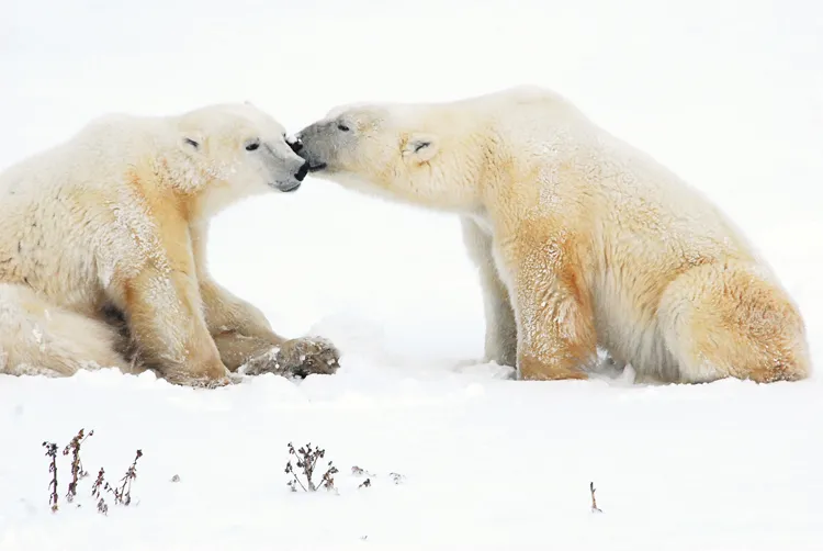 Two polar bears at Cape Churchill in Manitoba, Canada 