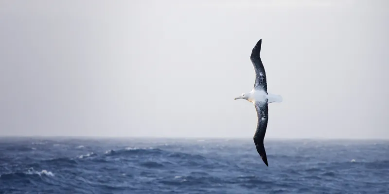 An albatross soars over the ocean. 