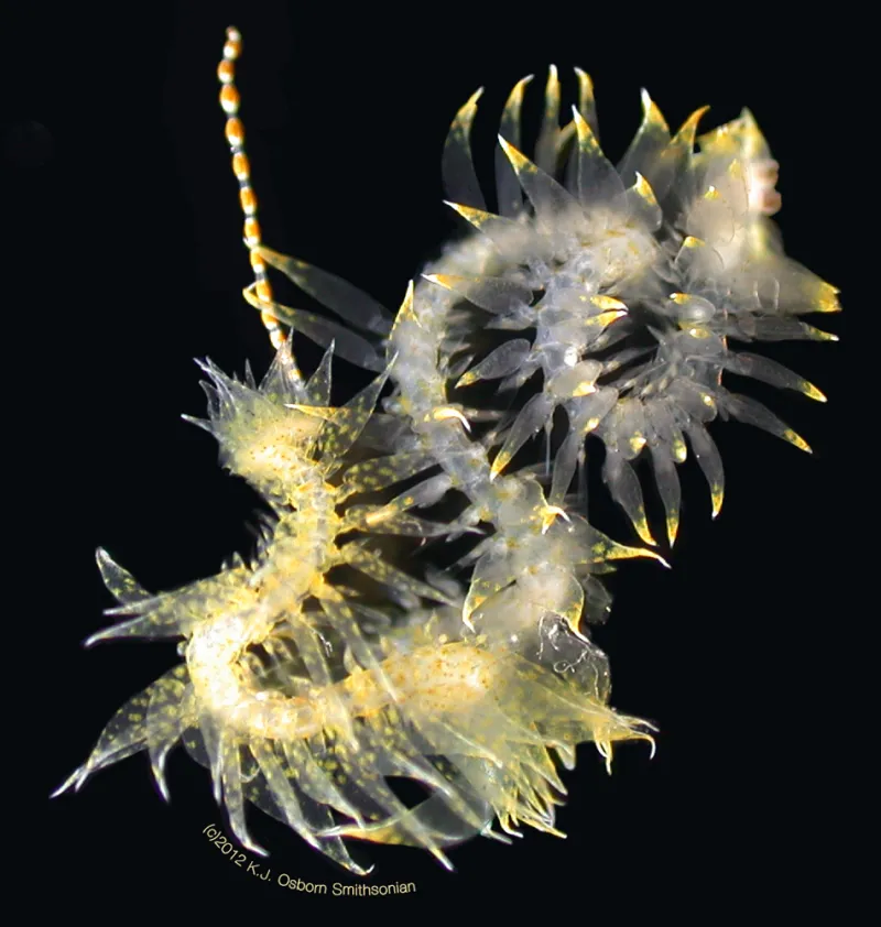 A yellow polychaete worm. 