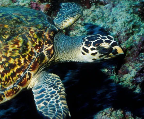 A hawksbill turtle in the waters of the Seychelles. 