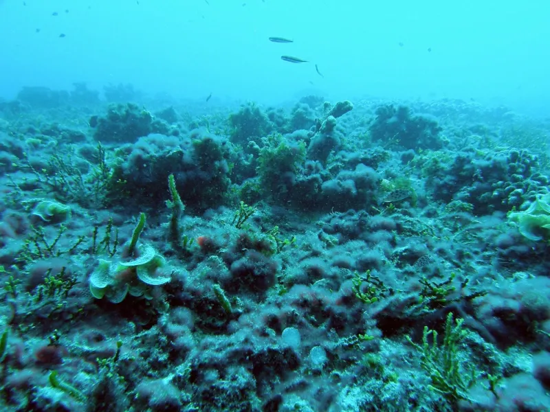 Algae has overtaken this coral reef off heavily populated Kiritimati, or Christmas Island.