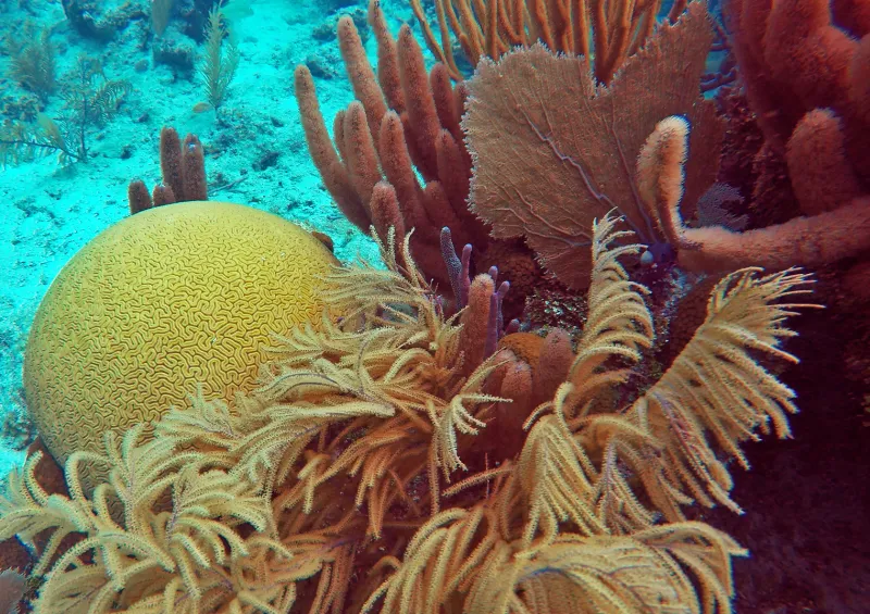stony corals among sea fans