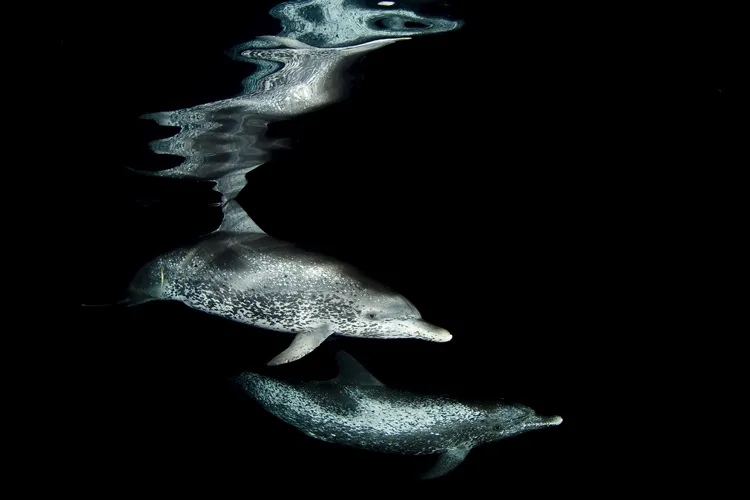 a spotted dolphin swims through the ocean at night 