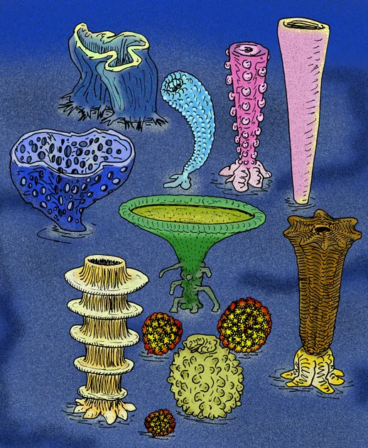 Colorful illustration of extinct Archaeocyatha that lived on the seafloor.
