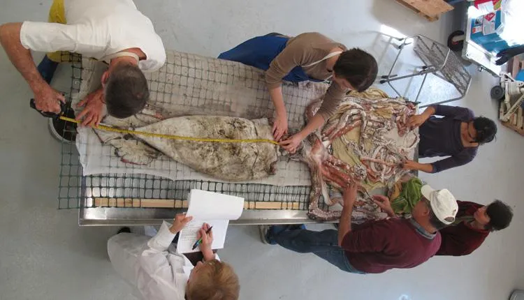 Dissecting a Giant Squid A giant squid dissection