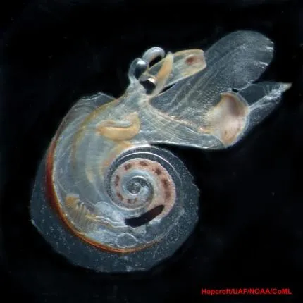 A sea butterfly, or sea snail, swims in the open ocean. 