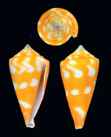 Shell of an orange and white cone snail species.