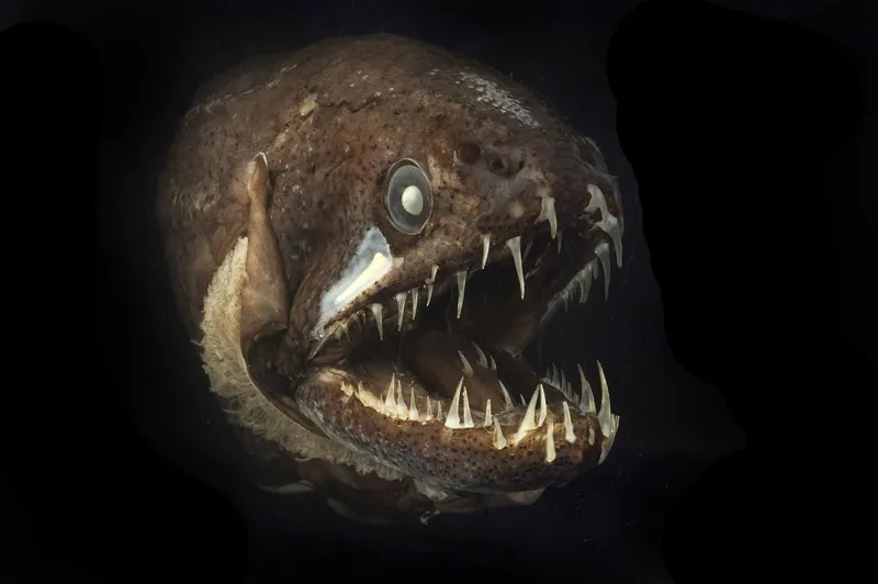 Deep-sea dragonfish from Australia