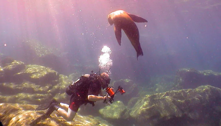 A sea lion in the Sea of Cortez observes Auster as he observes reef fishes.