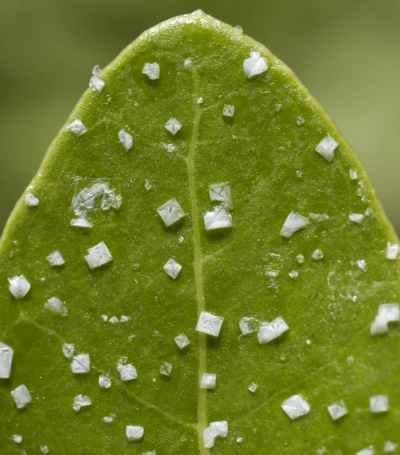 Crystals of salt on a mangrove leave