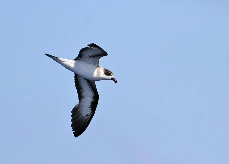 Once common in the West Indies, the Black Capped Petrel (Pterodroma hasitata), which breeds in high Caribbean mountains, is now on the endangered species list.