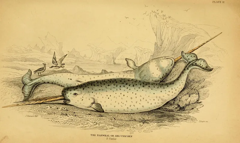 Two-tusked narwhal illustration An illustration of two narwals, one with two tusks