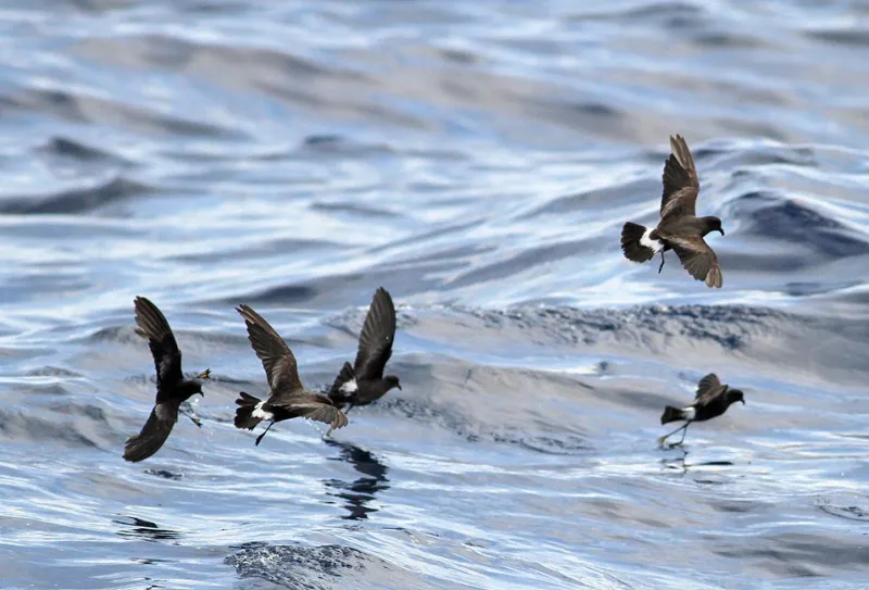 Band-rumped Storm-petrels (Oceanodroma castro) are quite a bit larger and heavier than Wilson's storm petrels, but share their amazing sense of smell, which they use to find food that may be miles away.