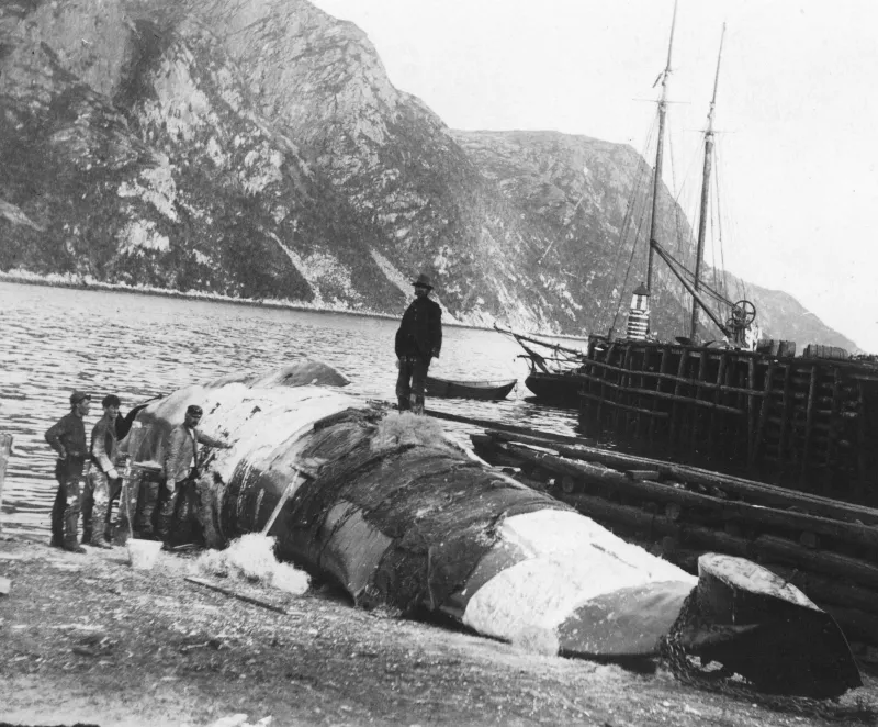 Sculptors prepare cast of blue whale's body