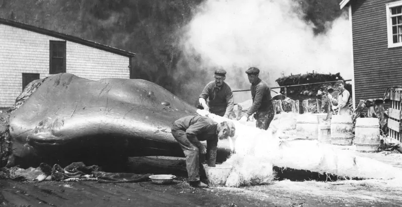 A worker mixes plaster near a dead whale
