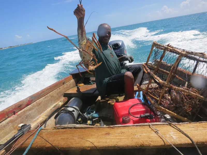 A Barbudan fisherman with a fresh lobster catch!