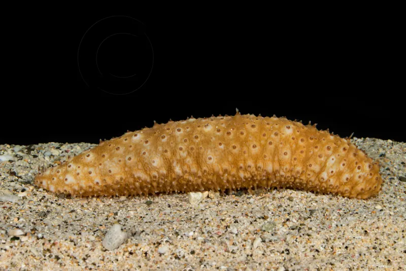 This sea cucumber, collected at 830 feet, hosts a pearl fish, which lives in its anus!