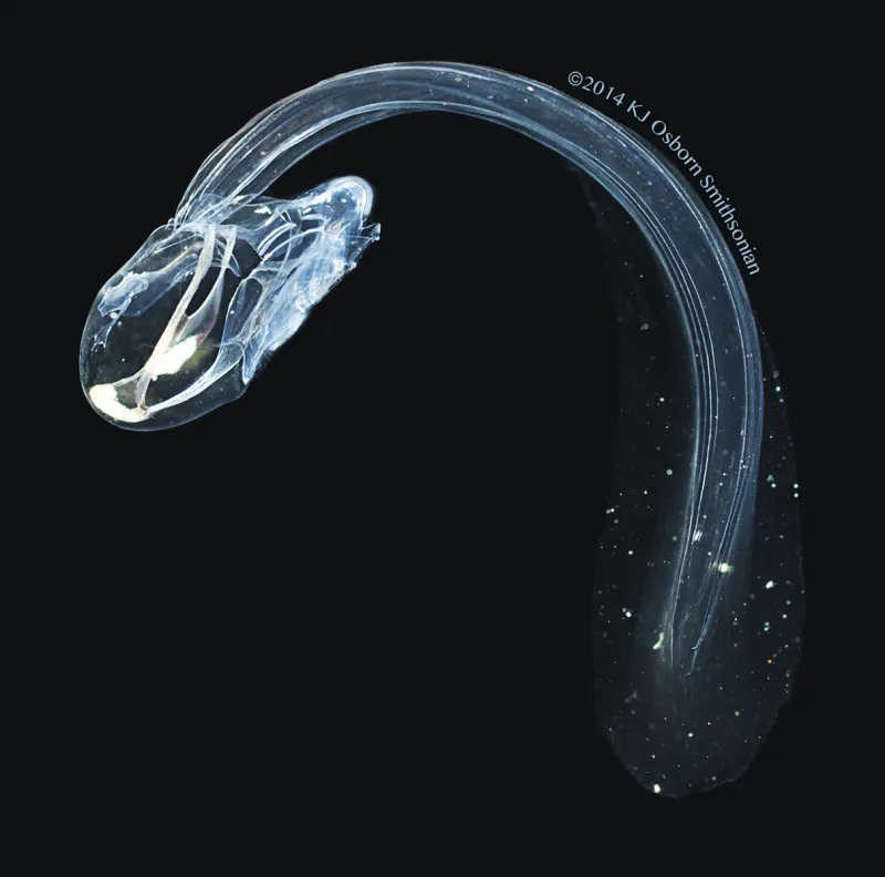 Mucus Home Bathochordaeus stygius are filter feeders closely related to sea squirts in the phylum Chordata, the same phylum to which humans belong.