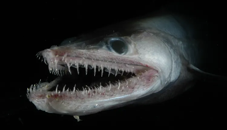 This lizardfish rests on the bottom, waiting to snatch prey.