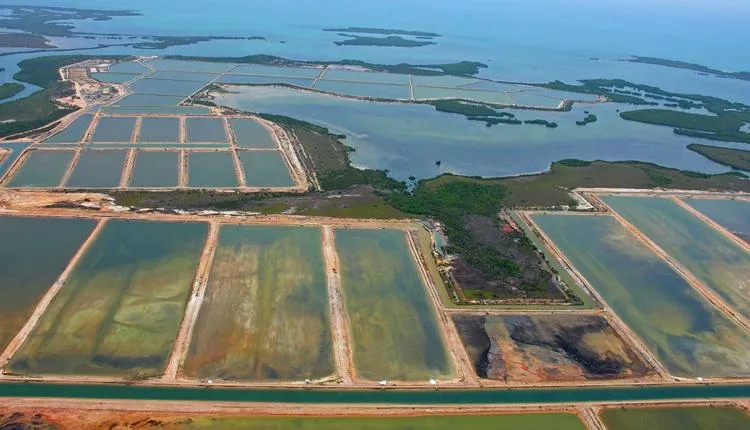 Mangroves are being decimated by human development, like this shrimp farm in Belize.