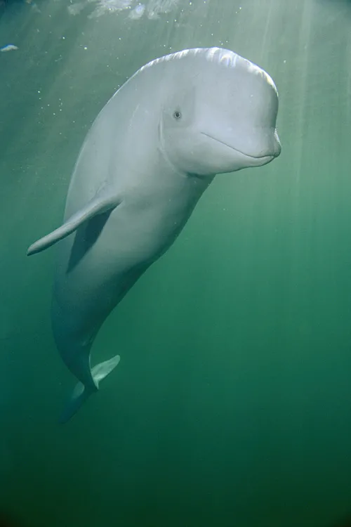 A beluga whale A beluga whale