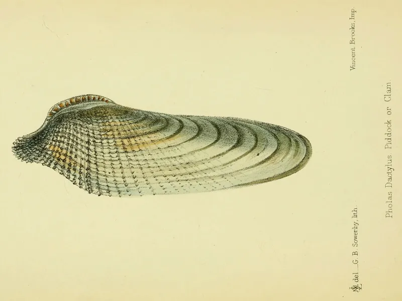 A Pholas dactylus clam illustration.