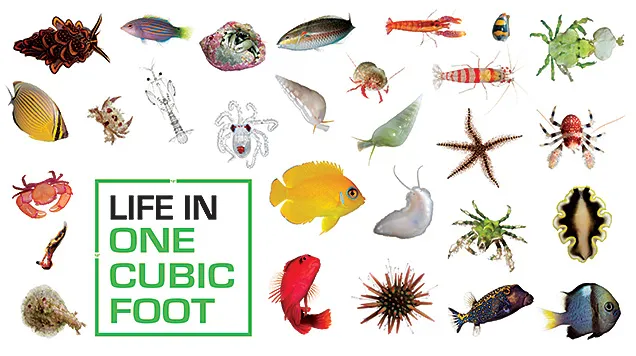 Colorful underwater animals highlighted with a white background. 
